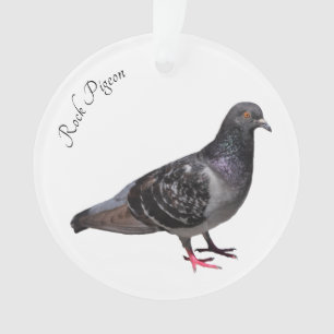 Adorno Rock Pigeon