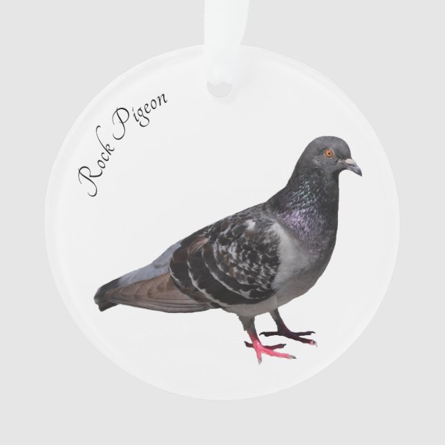 Adorno Rock Pigeon (Anverso)