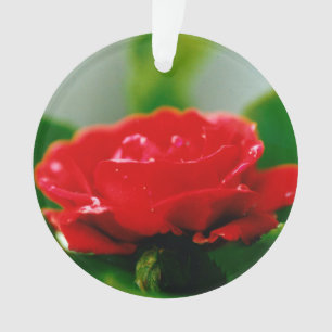 Adorno Rosa Roja matutina cubierta de rocío