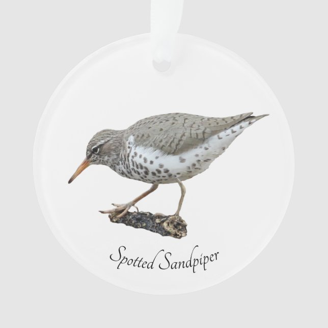 Adorno Sandpiper rayado (Anverso)