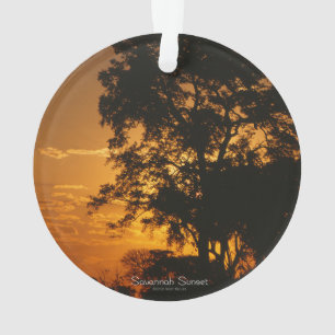 Adorno Savannah Sunset