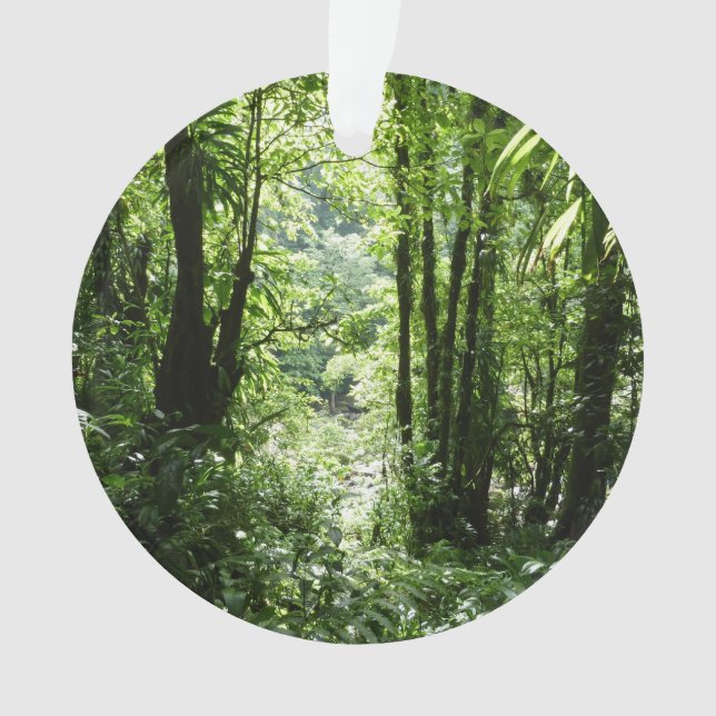 Adorno Selva tropical II dominicana de lluvia verde tropi (Anverso)