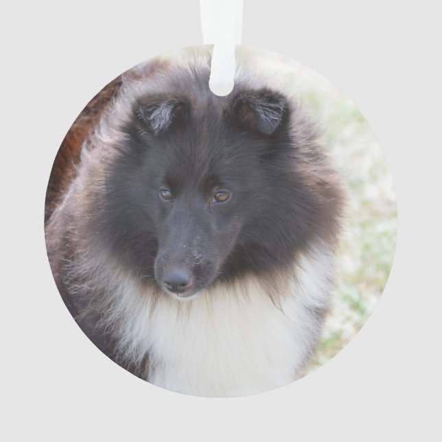 Adorno Sheltie adorable (Reverso)