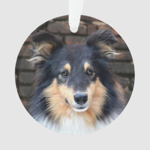 Adorno Sheltie tricolor hace frente