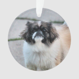 Adorno Shih Tzu