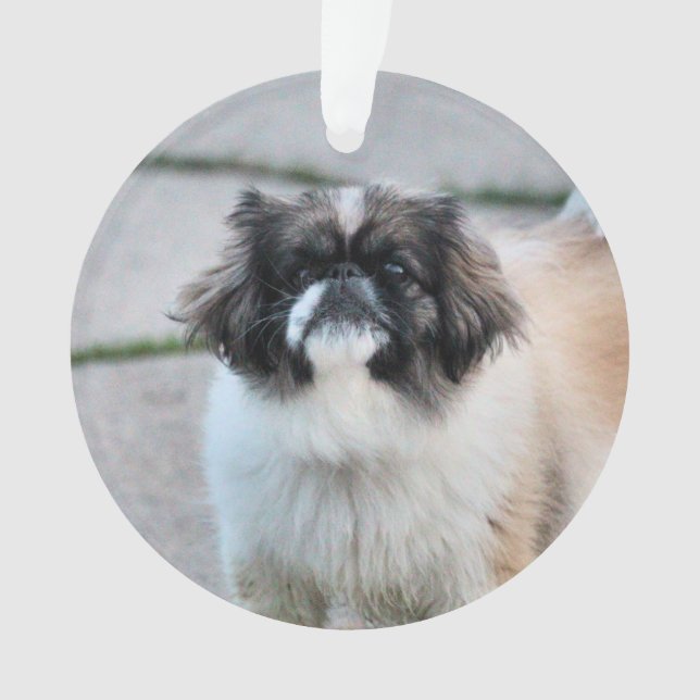 Adorno Shih Tzu (Anverso)
