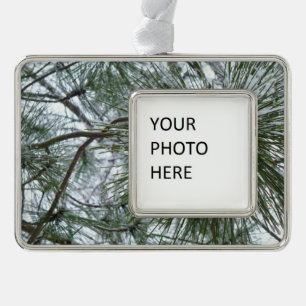 Adorno Snowy Pine Needles Winter Nature Photography