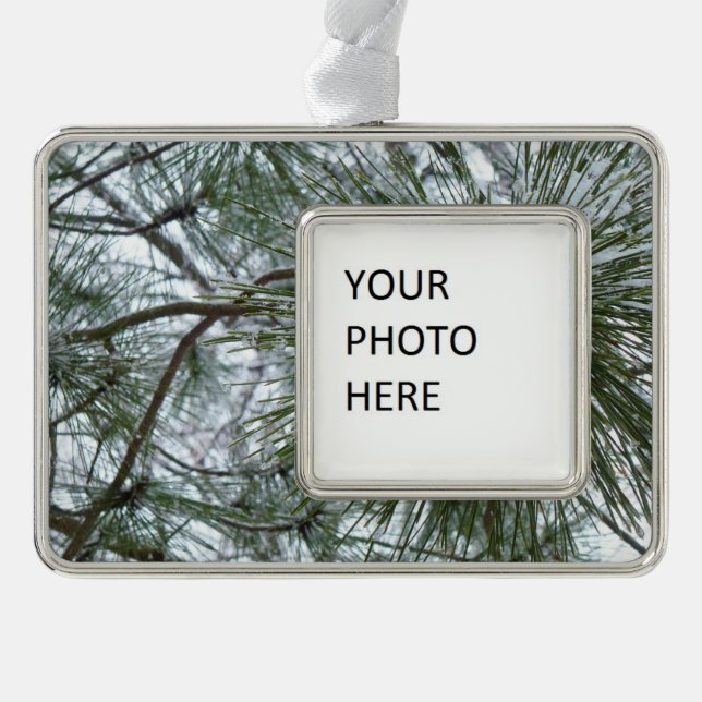 Adorno Snowy Pine Needles Winter Nature Photography (Anverso)