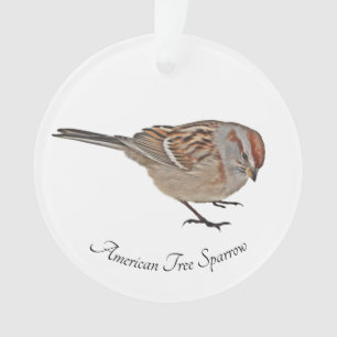 Adorno Sparrow de árbol americano