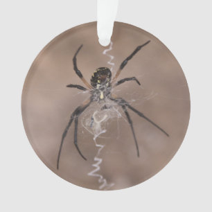 Adorno Spider