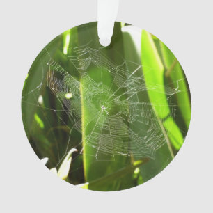 Adorno Spiderweb en la naturaleza de las hojas tropicales