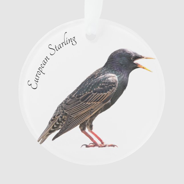 Adorno Starling (Anverso)