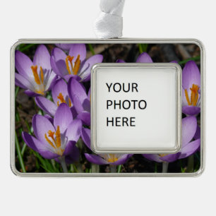 Adorno Sunny Purple Crocuses