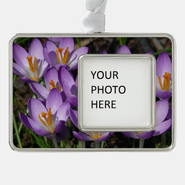 Adorno Sunny Purple Crocuses (Anverso)