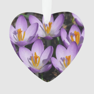 Adorno Sunny Purple Crocuses