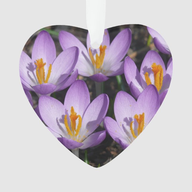 Adorno Sunny Purple Crocuses (Anverso)