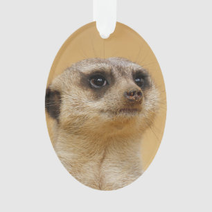 Adorno Suricata 2014-1101