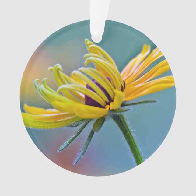 Adorno Susan Negro-observada (Anverso)