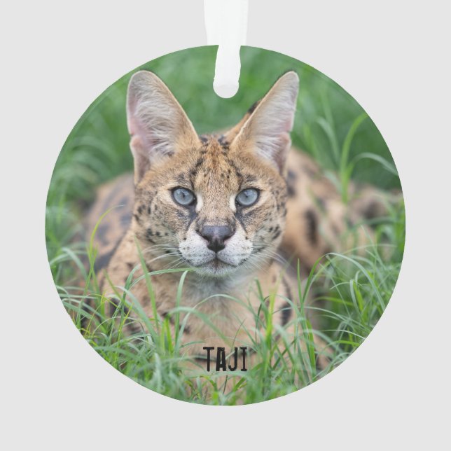 Adorno Taji - (Reverso)