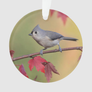Adorno Titmice copetudos