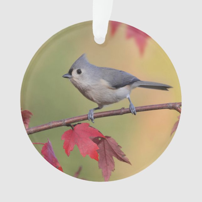 Adorno Titmice copetudos (Anverso)