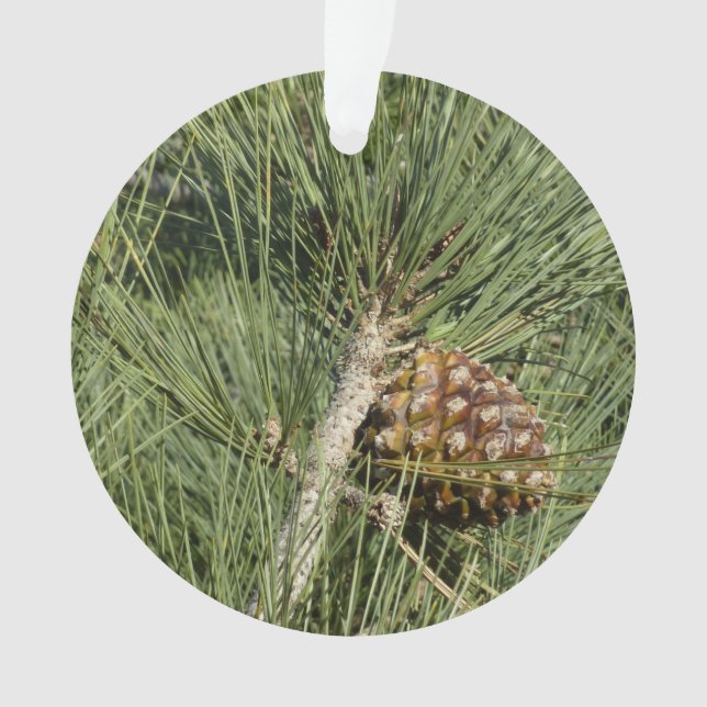 Adorno Torrey Pine Closeup California Botanical (Anverso)