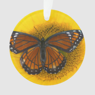 Adorno Un Limenitis Archippus de la mariposa el   del