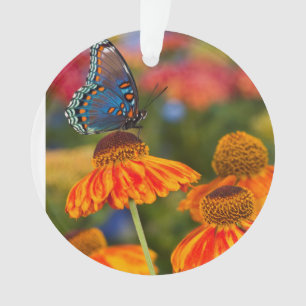 Adorno Un Spicebush Swallowtail, troilus de Papilio