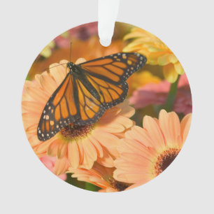 Adorno Una mariposa manto de luto