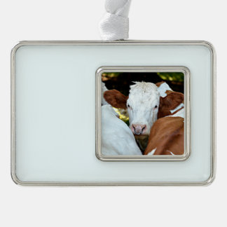 Adorno Vaca con un anillo en las fosas nasales postal clá