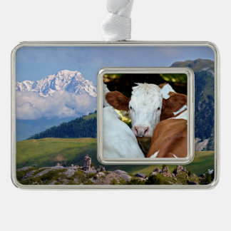 Adorno Vaca con un anillo en las fosas nasales postal clá