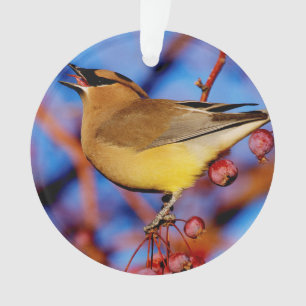 Adorno Waxwing de cedro