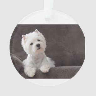 Adorno Westie