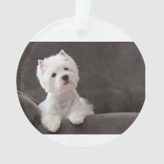 Adorno Westie
