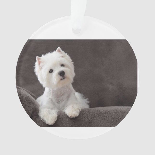 Adorno Westie (Anverso)