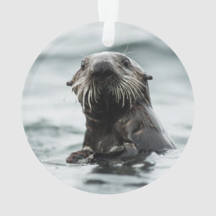 Adorno Wise Otter