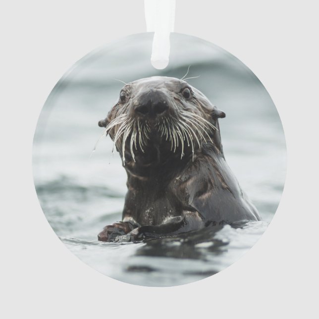 Adorno Wise Otter (Reverso)