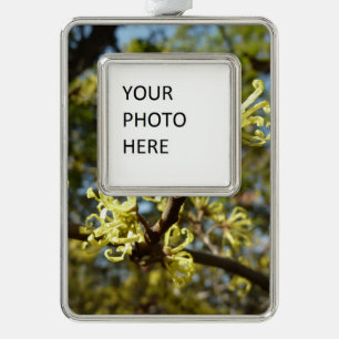 Adorno Witch Hazel Flowers