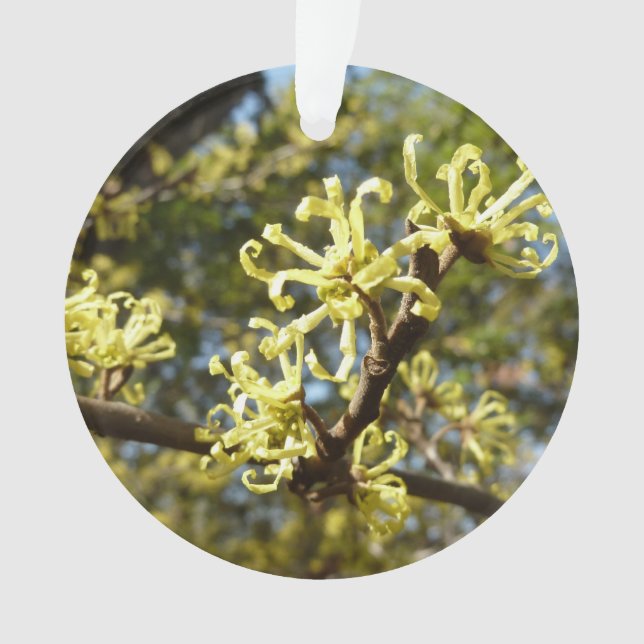 Adorno Witch Hazel Flowers (Anverso)