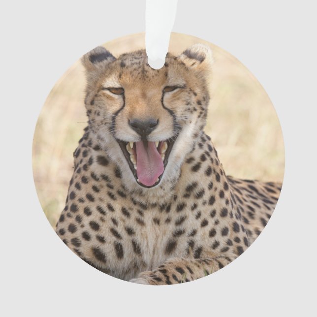 Adorno Yawning Cheetah (Anverso)