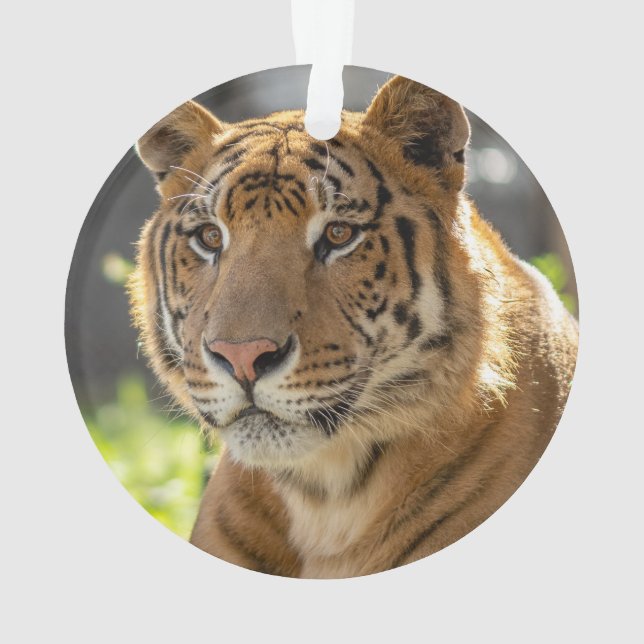 Adorno Zachariah - (Reverso)