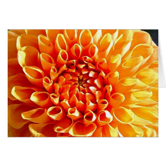 Adoro las dalias, mi estimado querido