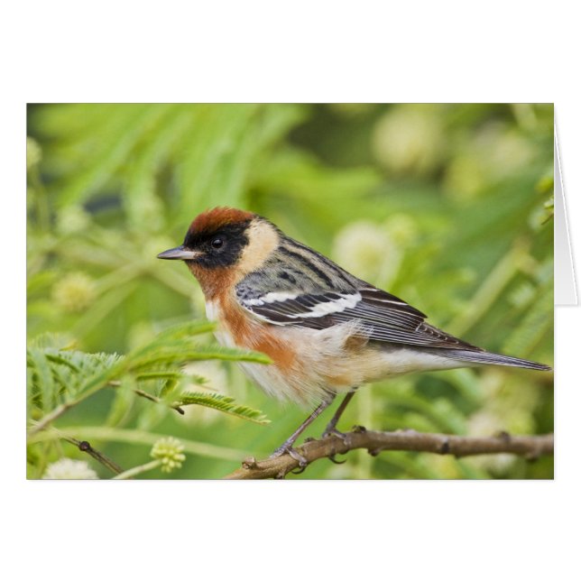 Adulto Warbler (Dendroica castanea) de pecho (Anverso (Horizontal))