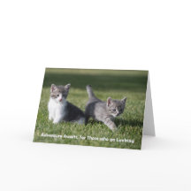 Adventure espera la tarjeta de notas de gatito