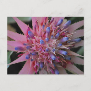 Aechmea rosa y azul #2 postal