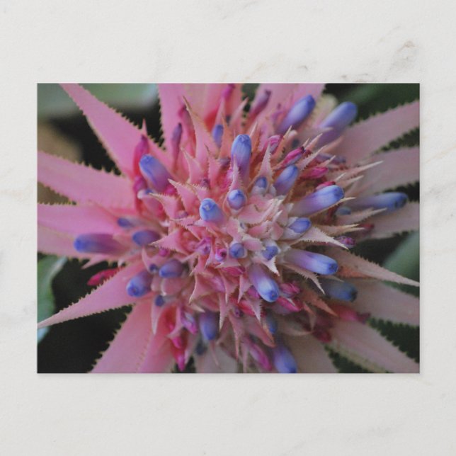 Aechmea rosa y azul #2 postal (Anverso)