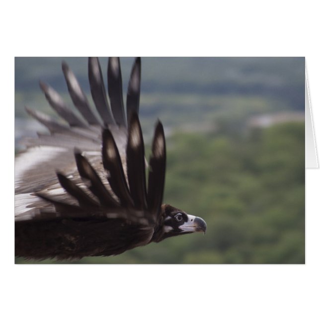 Aegypius monachus (Anverso (Horizontal))