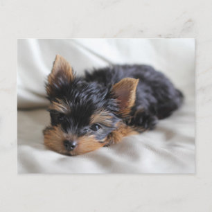 Afortunadamente las postales yorkie japonesas