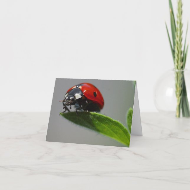Afortunadas Tarjetas Ladybug (Anverso)