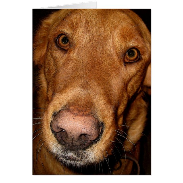 afortunado II (Frente)